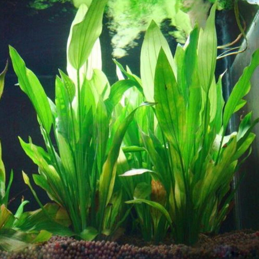 Plantes artificielles décorati - Dry Herb Vaping Accessories avis et prix